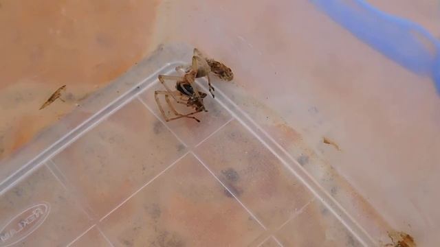 Xysticus elegans vs Cheiracanthium punctatum смотреть онлайн