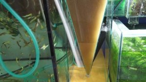 АРТЕМИЯ - КОРМ ДЛЯ РЫБОК для НАЧИНАЮЩИХ!