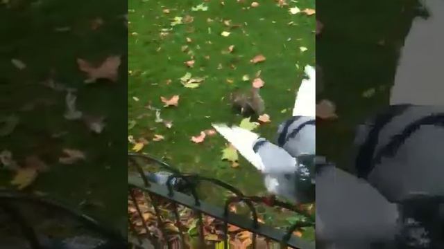 Pigeon attack смотреть онлайн