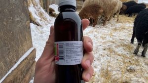 Встал рубец у овцы, как мы ее привели в чувства, надо завести аптечку для шерстяных ?