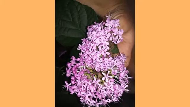 Как цвел у меня клеродендрум бунге. смотреть онлайн