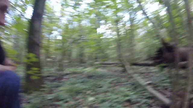 Гриб,Ёжевик коралловый,и пузатые берёзовики. смотреть онлайн