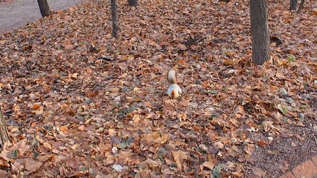 Red squirrels from Gorky Park смотреть онлайн