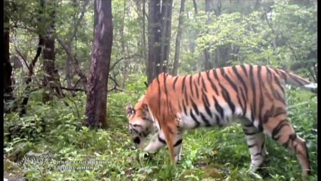В гостях у леса смотреть онлайн