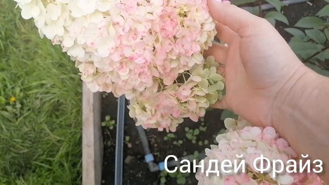 Эта гортензия лучше чем Ванилла Фрайз смотреть онлайн