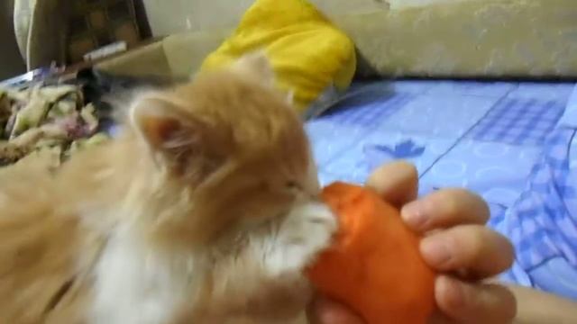 Котэ ест морковку смотреть онлайн