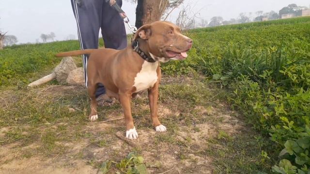 Red nose american pitbull terrier female смотреть онлайн