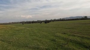 Кокпар - национальная казахская игра