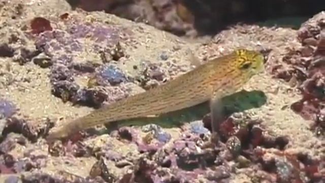 © Рыбы Чёрного моря Златоглавый бычок Gobius xanthocephalus 03 смотреть онлайн