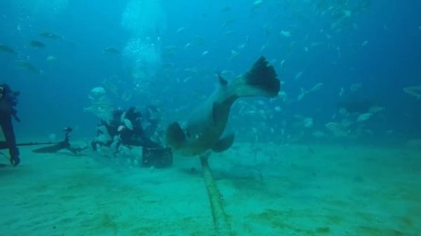Grouper Bites Head Off Diver