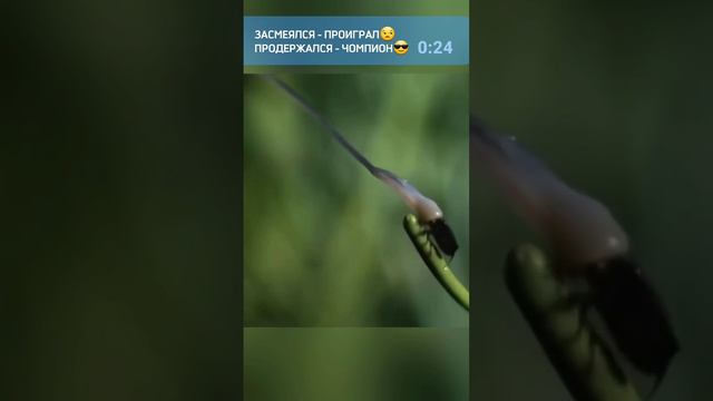 Смех до слез №30 - Лучшие Приколы 2024. Смешные Моменты, shorts, ютубшортс, смех, приколы смотреть онлайн