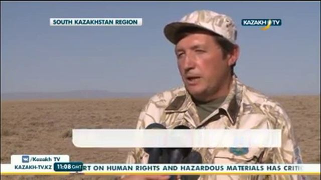 Краснокнижных дроф красоток выпустили из питомника на юге Казахстана смотреть онлайн