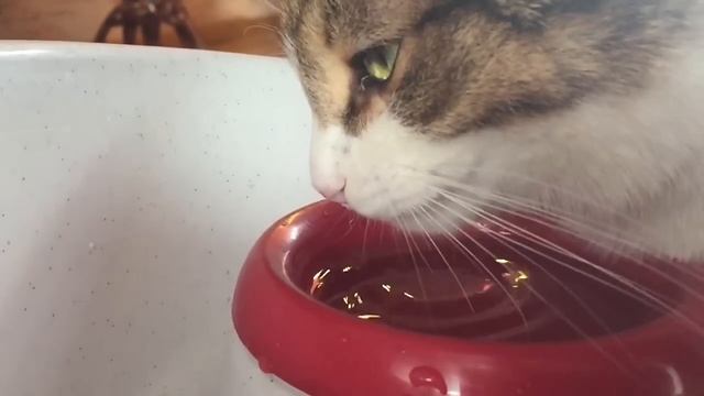 Вся правда о том, как пьют коты смотреть онлайн