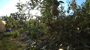 УПРАВЛЯЮСЬ НА ХОЗЯЙСТВЕ?? ТЫКВЫ ДЛЯ ИНДЮКОВ ?НАГОТОВИЛА МОЛОТОГО КОРМА ДЛЯ КУРОЧЕК???