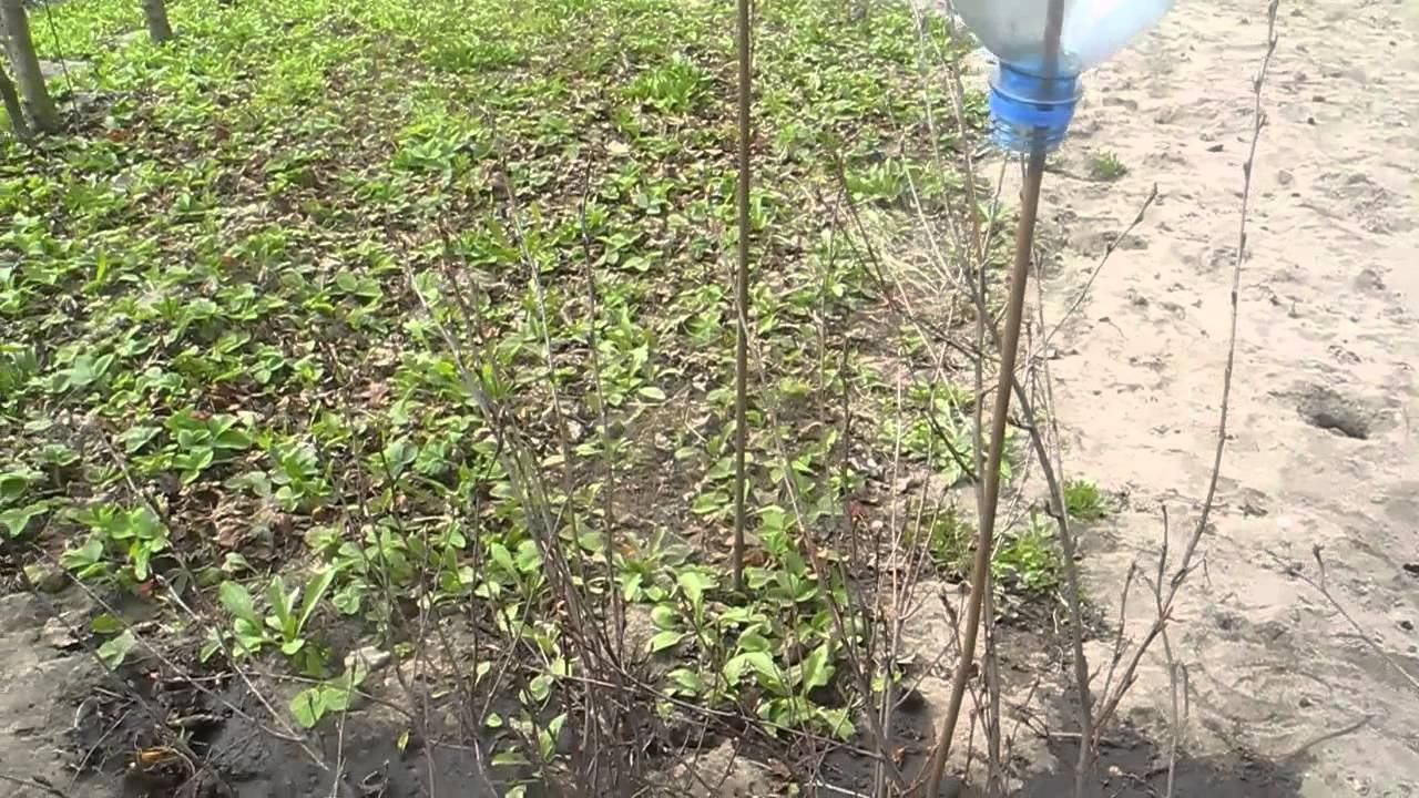 Выгоняем кротов и землероек, с огорода смотреть онлайн