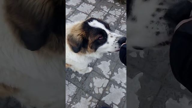 Барон. Московская сторожевая. смотреть онлайн
