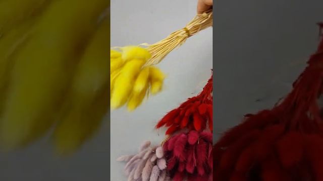 Лагурус сухоцвет смотреть онлайн