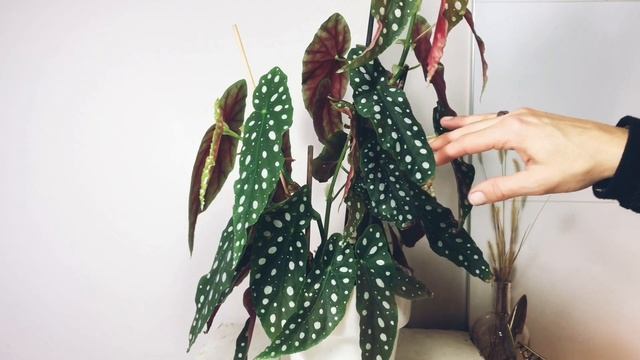 BEGONIA TAMAYA MACULATA TOUT SAVOIR DE A - Z смотреть онлайн