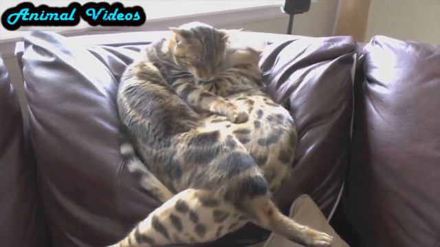 Приколы с животными №75 Сонные собаки и кошки Смешные животные Animal videos смотреть онлайн