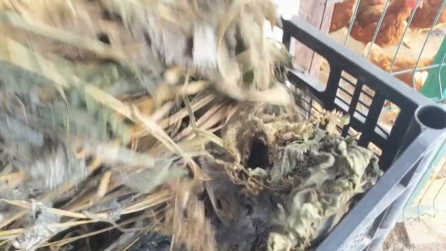 Курятник спустя год. Что с ним стало за это время. смотреть онлайн
