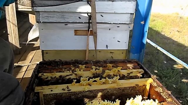 Работы на пасеке в октябре Сборка гнезда пчел на зиму Рамки в зиму смотреть онлайн
