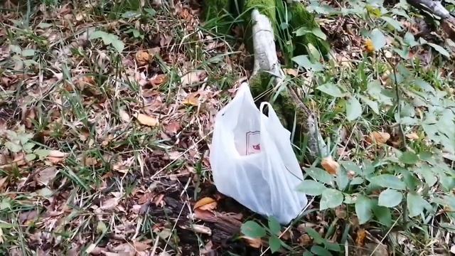 Чёрные лисички. смотреть онлайн