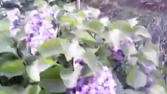 Дача елочка и сирень смотреть онлайн