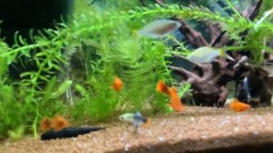 НАЯС (НАЯДА ГВАДЕЛУПСКАЯ) - АКВАРИУМНЫЕ РАСТЕНИЯ l НЕПРИХОТЛИВОЕ, НО ОЧЕНЬ РЕДКОЕ l ВЕСЕЛЫЙ ВЫПУСК