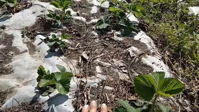 Выращивание клубники под агроволокном Клубника под спанбондом смотреть онлайн