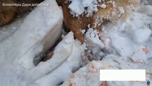 Собаки зимой 2024 смотреть онлайн