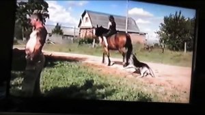 Лошадь и собака. Тверская область. 1996 год.