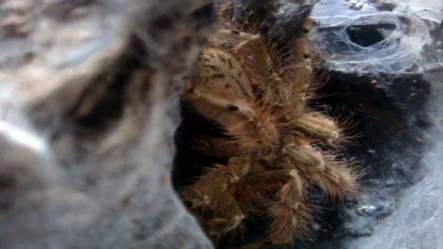 Tarantula Feeding Video 71-  June 15th 2011  - 66 Ts!