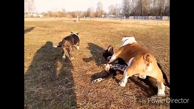 Питбуль и бультерьер против бульдога. Собаки убийцы смотреть онлайн