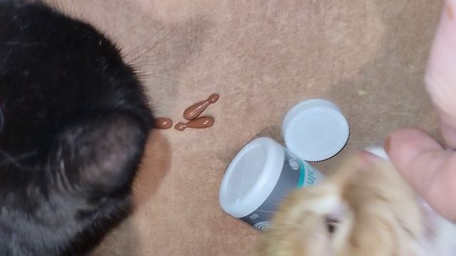 KalmVet успокоин для котанов ❤️? смотреть онлайн