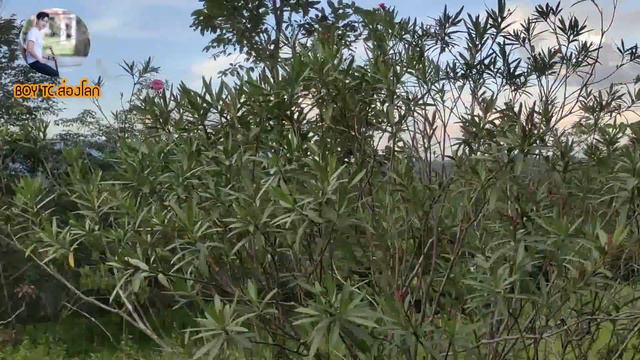 ชายหนุ่มผู้ใช้ชีวิตสันโดษทำบ้านให้เป็นป่ากว่า30ไร่อยู่คนเดียวแบบพอเพียง