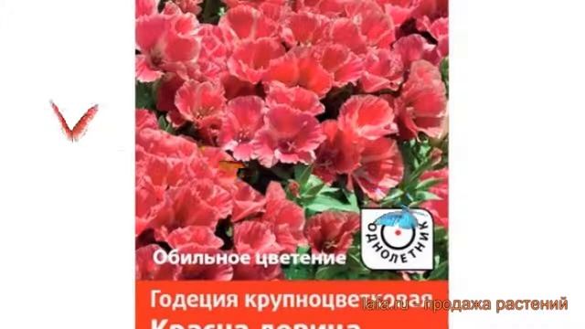 Годеция крупноцветковая Красна девица ? обзор: как сажать, семена годеции Красна девица смотреть онлайн