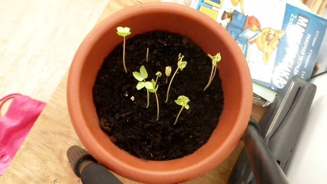 Цветочки растут-1 смотреть онлайн