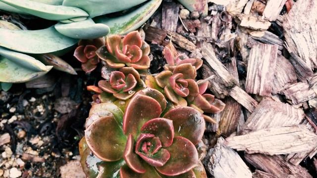 Echeveria 'Melaco' - A SUCCULENT STANDOUT with shades of copper, plum, salmon, and chocolate brown, смотреть онлайн