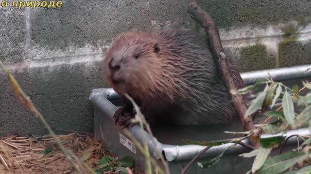 ИНТЕРЕСНЫЕ ФАКТЫ О БОБРАХ. смотреть онлайн