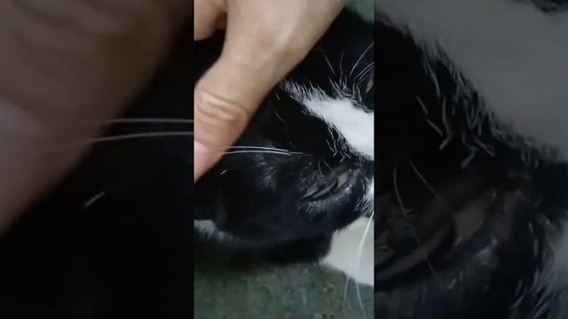 Сос! у кошки Ласточки воспалился глаз, не открывается... Нужна передержка/ДОМ + финпомощь. Петербур смотреть онлайн