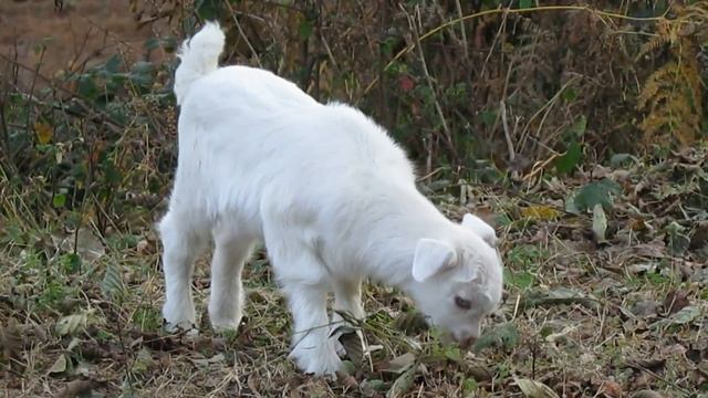 Гурийская деревня Сельские животные Красота природы смотреть онлайн