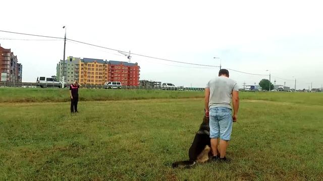 ОКД, Общий Курс Дрессировки собак. смотреть онлайн