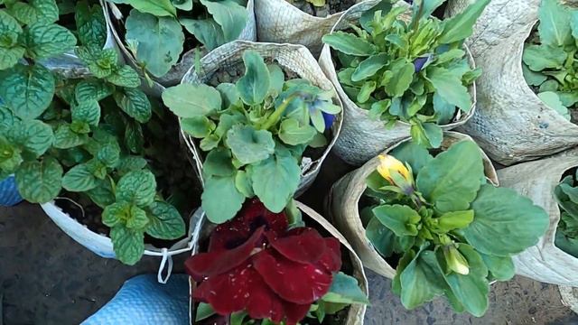 HIBISCUS ROSE LILIUM CHANDRAMALLIKA FLOWER PLANT PRICE |TALAHAAT GALIFF STREET |Best Flowers Foreve смотреть онлайн