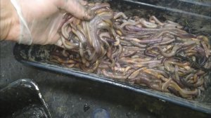 Когда можно начинать ловить выползков, первый улов