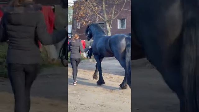 Вейрон возвращается домой 😅🖤. #horse #рек #хочуврек #fyp #horses #fypシ #girl #рекомендации #fries смотреть онлайн