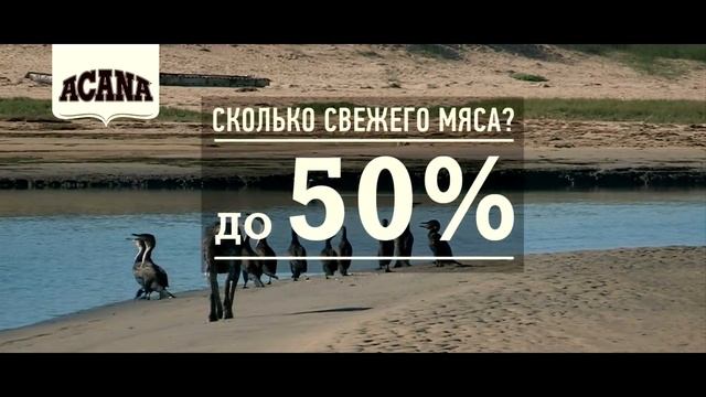 Acana: сколько мяса должно быть в корме смотреть онлайн