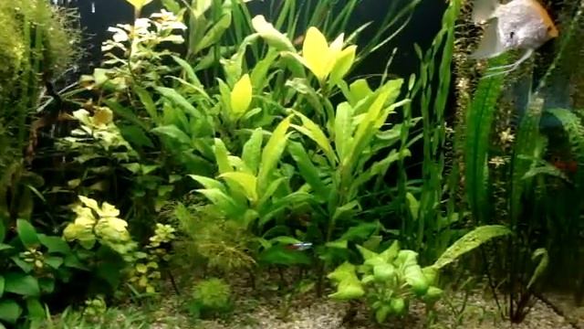 МОЙ АКВАРИУМ смотреть онлайн