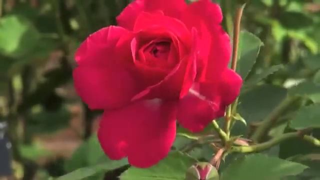 Worlds Most Beautiful Rose Gardens - Garden No 3 -  The Gardens Of The Rose