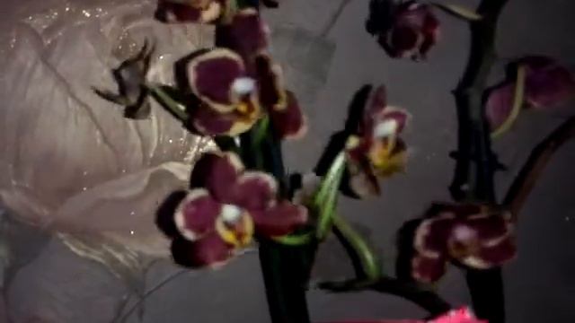 Шикарная расцветка у орхидеи я в безумном восторге от Ани Румянцевой смотреть онлайн