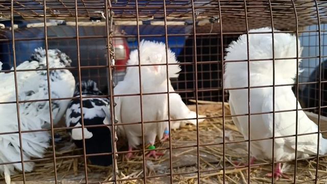 Г ВОРОНЕЖ, ЯРМАРКА ГОЛУБЕЙ И ПЕВЧИХ ПТИЦ. смотреть онлайн